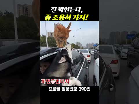 길 막힌다는디, 좀 조용히 가지!  #자동차 경적 #클락션 #자동차 소음