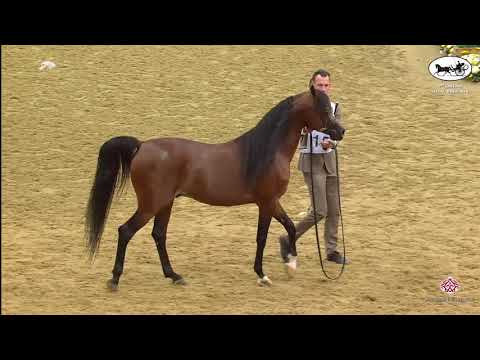 N 156 NAIF AL ZAEEM   1st Qatar Arabian Horse Show Local Bred