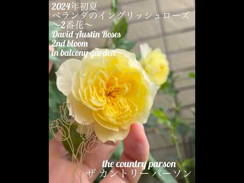 バルコニーの花: 想像力豊かに組み合わせたもの トピックス