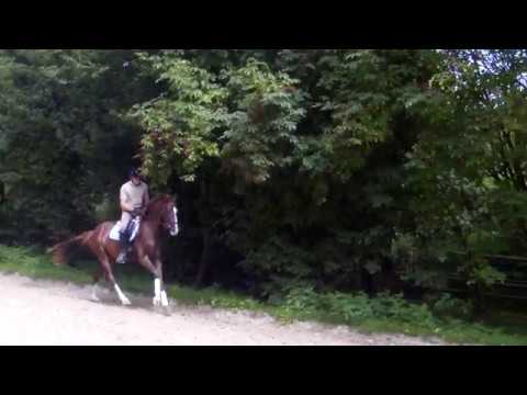 Leonardo von Livaldon