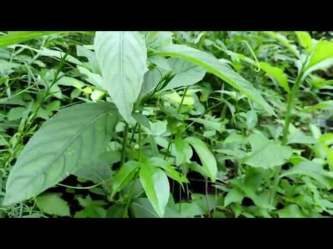 image-Are petunia leaves hairy?