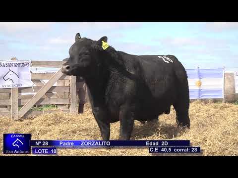 Lote Toros cabaña San Antonio de Carlos Newton