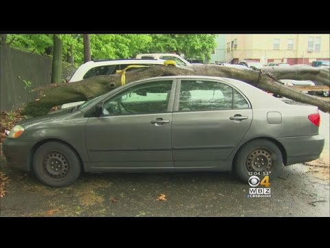 Teacher Hurt When Tree Smashes Parked Car In Chelsea