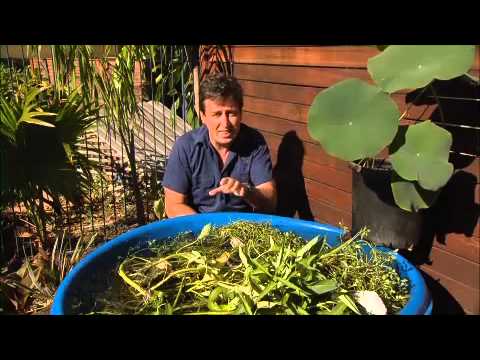 download lagu mp3 mp4 Edible Plants That Can Grow In Water, download lagu Edible Plants That Can Grow In Water gratis, unduh video klip Edible Plants That Can Grow In Water