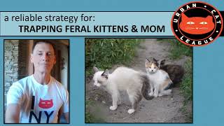 Trapping Feral Kittens & Mom - A Strategic Approach