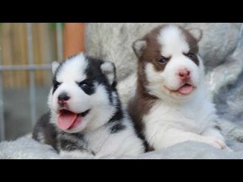 60 Seconds Of Cute Siberian Husky Puppies!