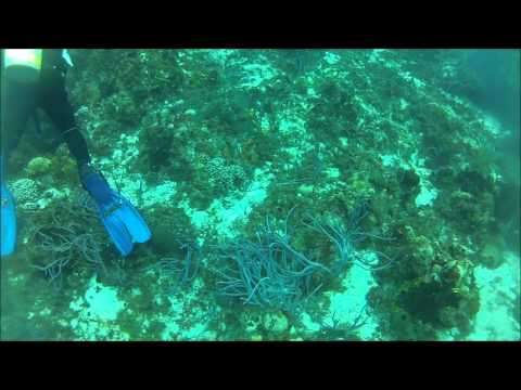 コズメル2012、ダイブ#5 (Cozumel 2012, Dive #5)