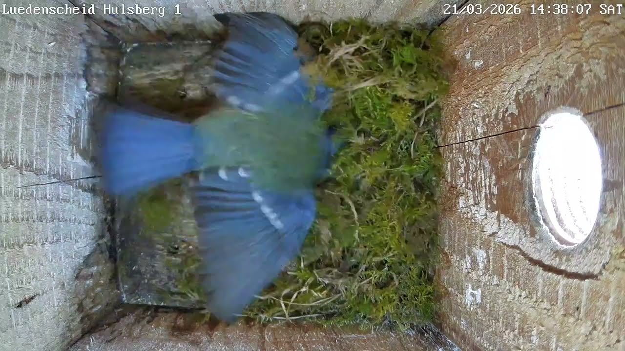 Nestbau in 3 von 6 Nistkästen | 21.03.2026