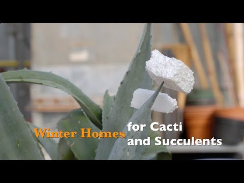 image-Can outdoor cactus survive winter?