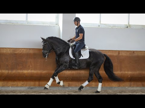 **SOLD** Young Talented Black Piro Free Star (REF#364)
