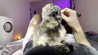 POV: you’re relaxing in bed with a cuddly cat, asmr