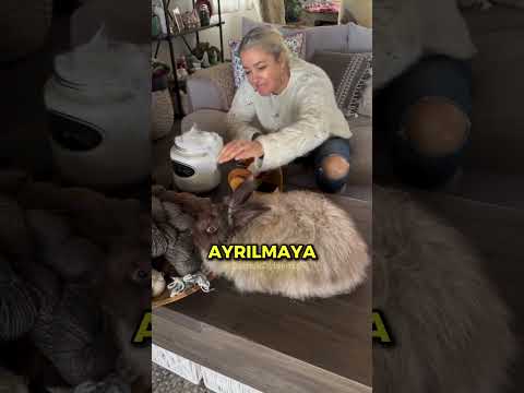 Bu İpliği Doğrudan Tavşandan Alıyorlar 🤯