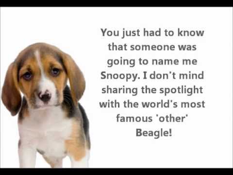 Beagle