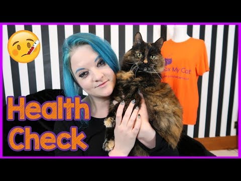 How to check Your Cats Health and Welfare on a daily basis (Daily Health Check Tips)