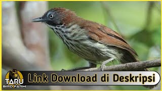 Download lagu Suara Masteran Burung Ciungair Coreng Kalimantan mp3 Download lagu Suara Masteran Burung Ciungair Coreng Kalimantan mp3