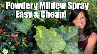 Easy, Inexpensive Powdery Mildew Spray for Squash & Cucumbers, Prune Leaves to Keep Production Going