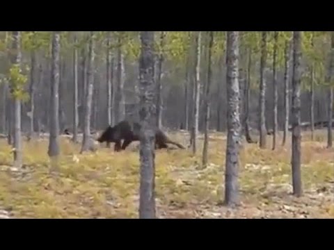 Huge Wolf Attacks Dog