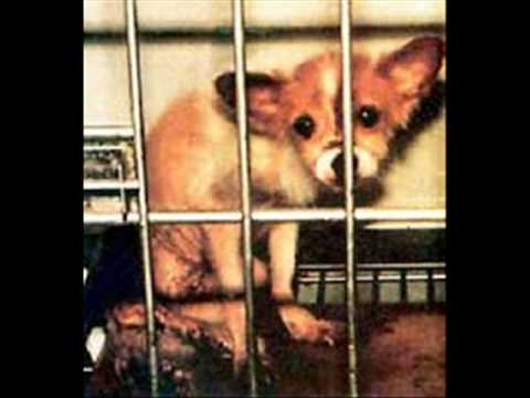 sos animaux mission en afrique wii