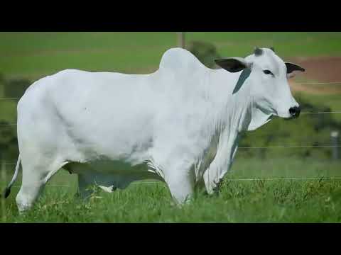 VEDETE I FIV DO MURA