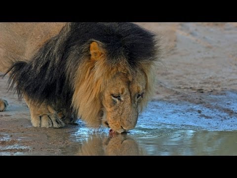 Lions Of The Kalahari HD