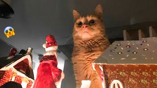 😹 You Definitely Laugh, Trust me 😱 - Funniest Cats Expression Video 😇 - Funny Cats Life
