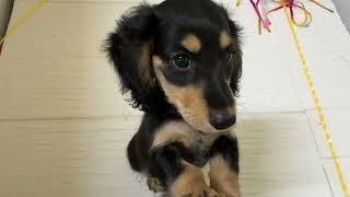 ミニチュアダックスの動画01