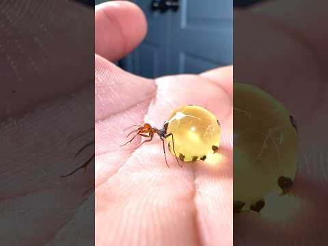 Big mistake!! Moving honeypot ants