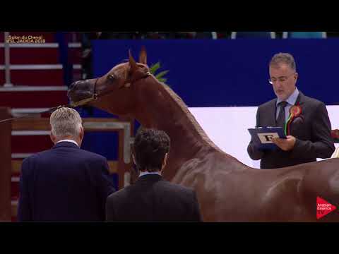 N 13 HURAYMILA AL SHAQAB   Salon du Cheval d'El Jadida class A show   Yearling Fillies Class 1B