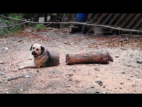 Je pense que ces chiens ont été comédiens dans une vie antérieure.