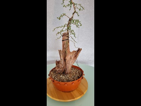 Tanuki Experiment Lärche Update