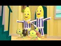 The Bananas Adopt Turtles Bananas In Pyjamas Season 1 Full Episodes Bananas In Pyjamas