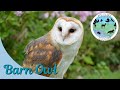 Wildlife Sounds From The Forest Owls
