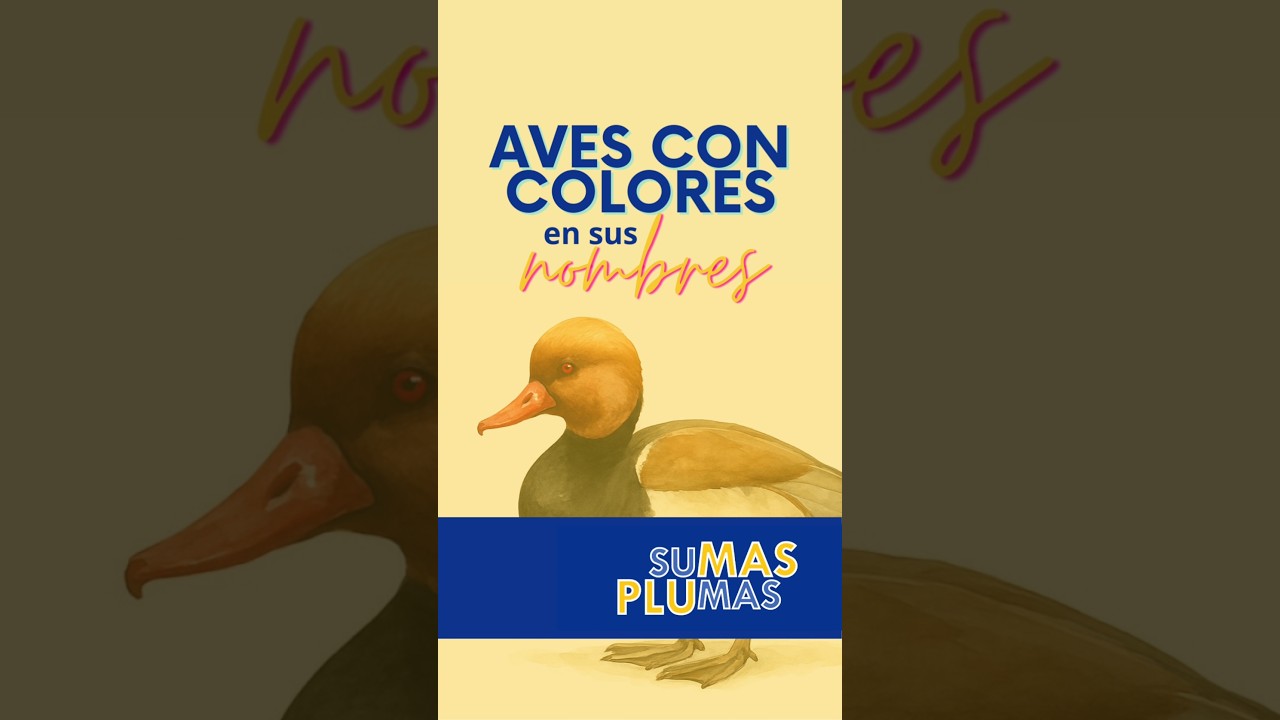 Colores en el nombre