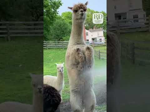 An Alpaca Bath