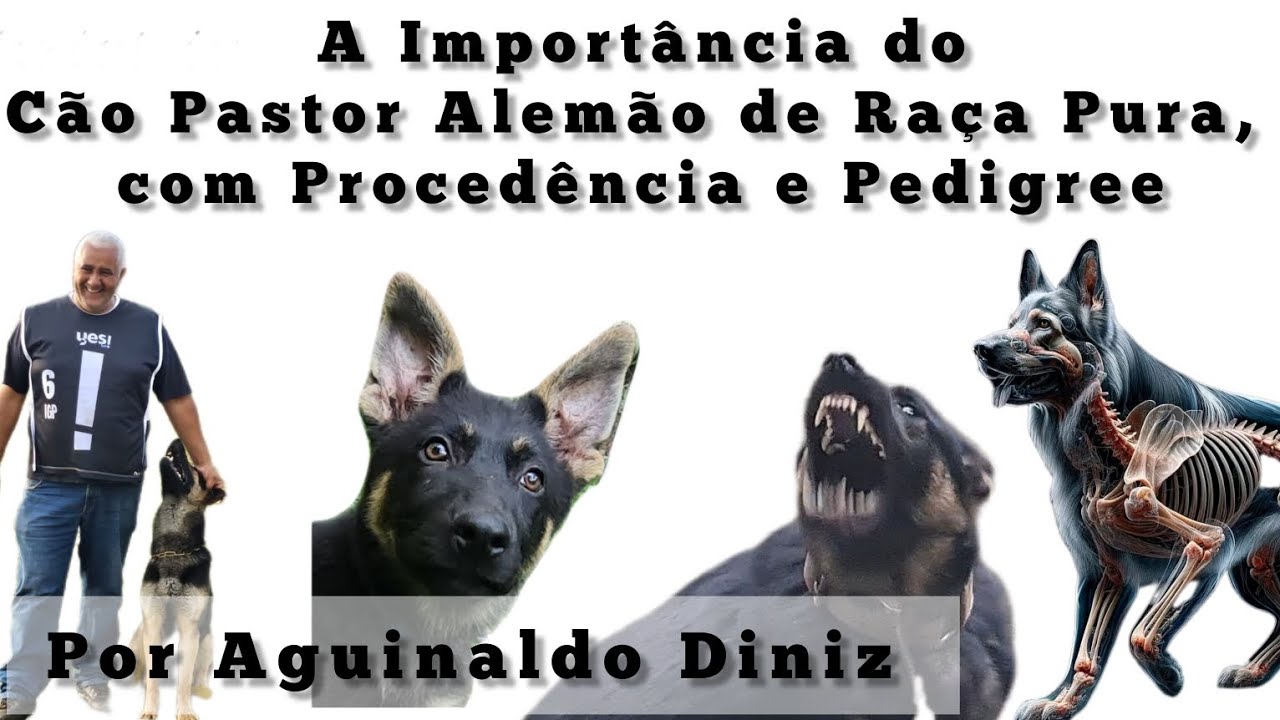 A Importância do Cão Pastor Alemão de Raça Pura, com Procedência e Pedigree