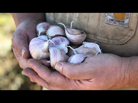 , title : 'PLANTING GARLIC in a northern climate. FULL INSTRUCTIONS'