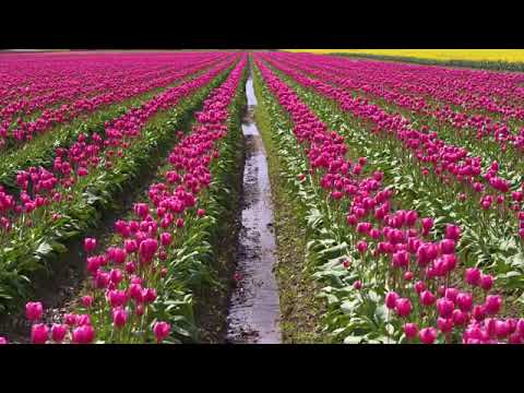 Spring Flowers in 4K Ultra HD 4 Hours   Nature Relaxation Video   Tulip Festival   Episode