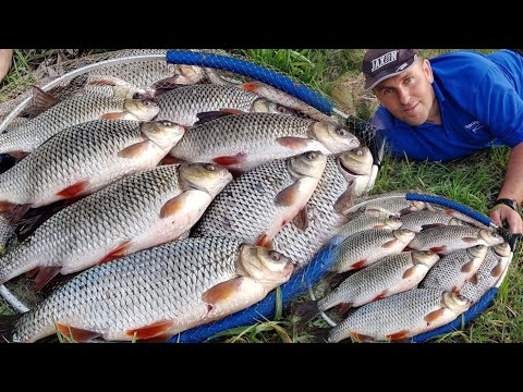 Najlepsza przynęta na płoć