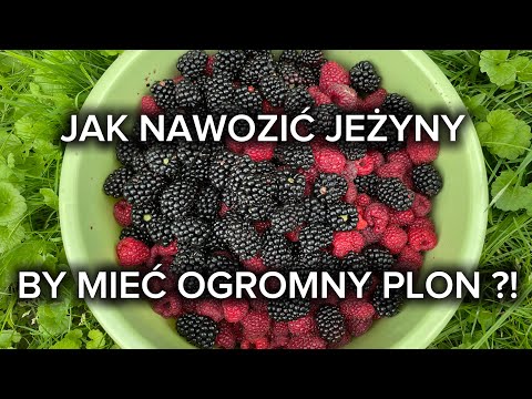 Beautiful harvests of various berries - without fertilizing, watering, spraying, or bird netting ...