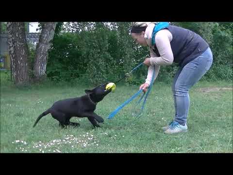 Zygon Vamoz Bohemia - 3 months