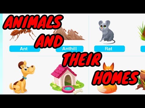 Animals and their homes | Animals habitat on earth | homes of animals