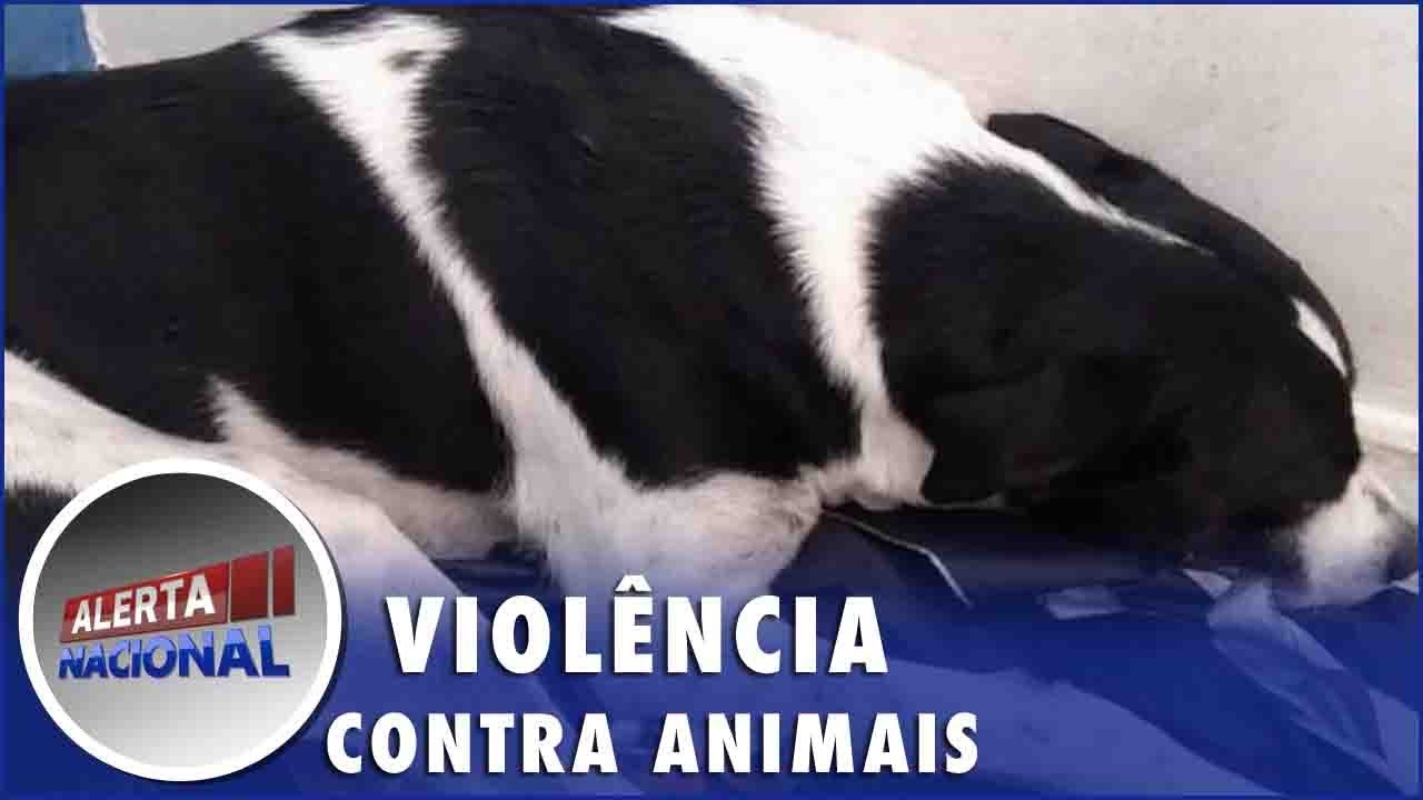 Cachorro é encontrado com sinais de violência sexual na Paraíba