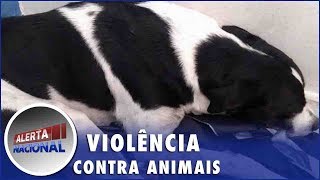 Cachorro é encontrado com sinais de violência sexual na Paraíba