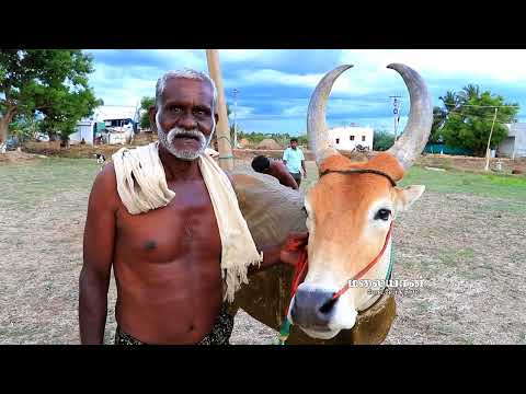 பந்தயம் மாட்டுக்கு |  Rekla race bull training