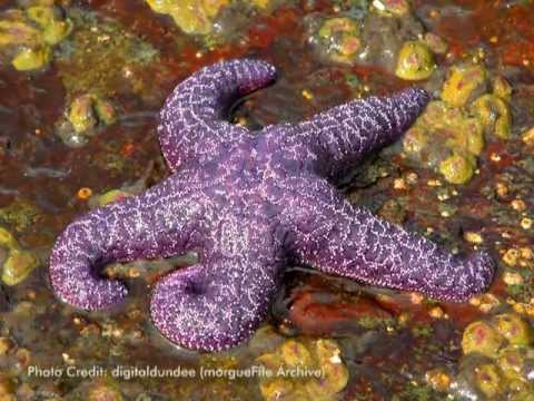 Keystone Species and Their Role in Ecosystems