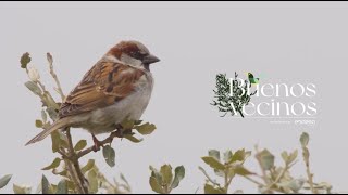 Endesa Buenos Vecinos - Gorriones: un ave de barrio anuncio