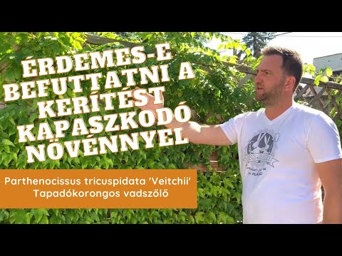 Érdemes-e befuttatni a kerítést | Parthenocissus tricuspidata 'Veitchii' - Tapadókorongos vadszőlő