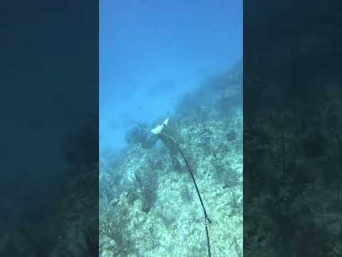 Shark wants my Mutton Snapper #shorts #spearfishing