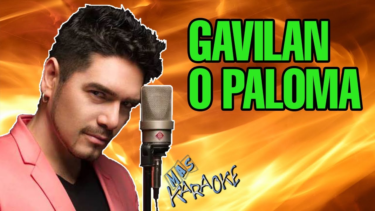 Gavilán O Paloma