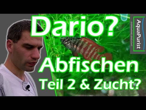 Dario sp. "Black Tiger" fished out Part 2 & Fast reproduction?